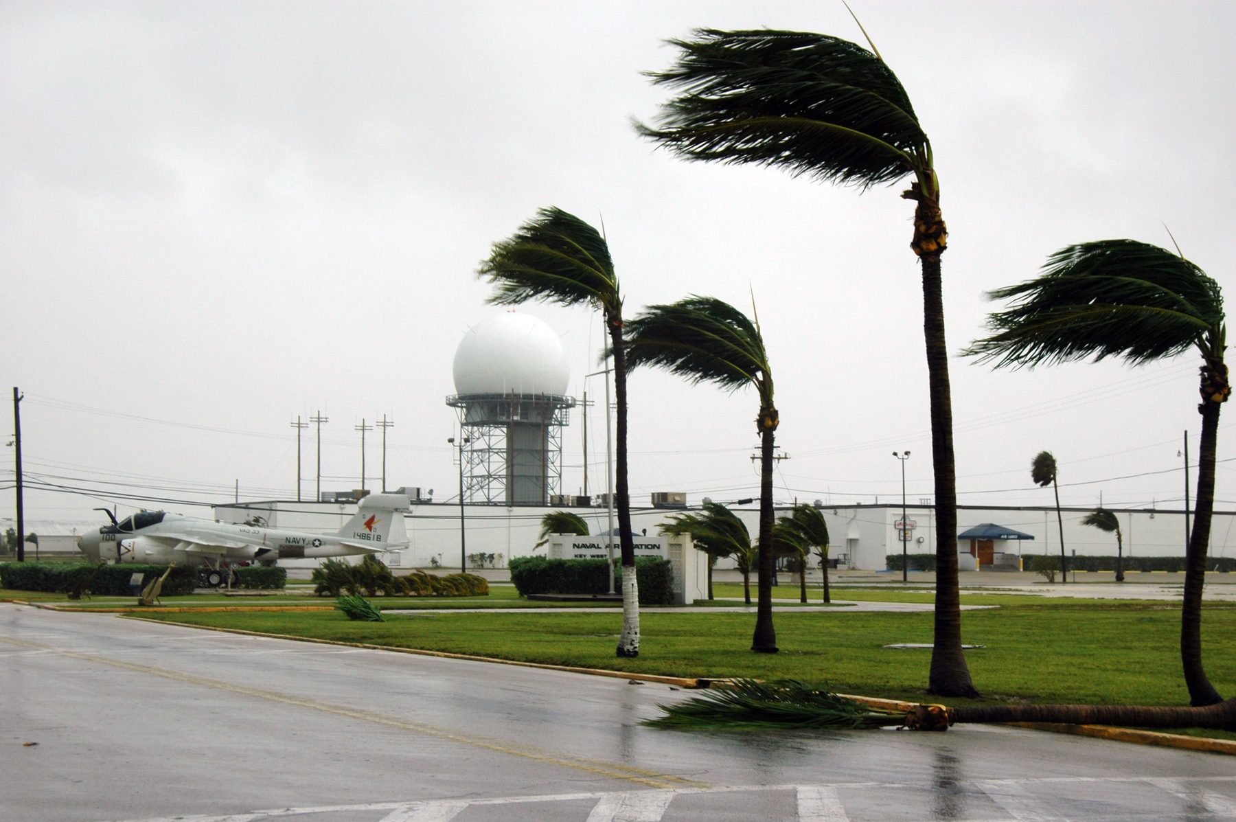 Palm trees bent over in fierce hurricane winds